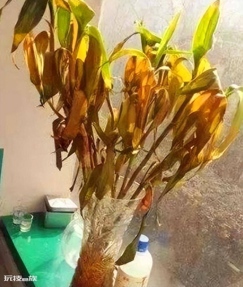 龟背竹风水摆放三不要(家里养龟背竹切记不要放这三个位置)-图片2
